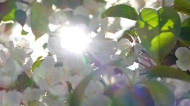 Elma ağaçlarının dallarında güzel bir çiçek açar. Bahar güneşinin ışınları, bahçedeki beyaz-pembe ağaçların arasından yol alır..
