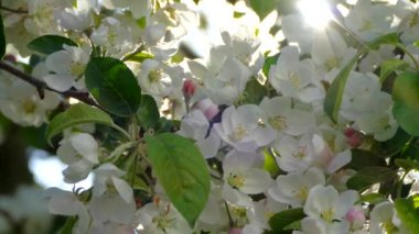 Elma ağaçlarının dallarında güzel bir çiçek açar. Bahar güneşinin ışınları, bahçedeki beyaz-pembe ağaçların arasından yol alır..
