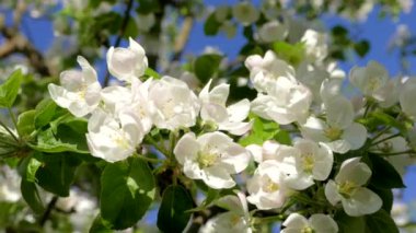 Bol çiçekli elma ağacı. Dallardaki güzel çiçekler. Güneş ışınları yaprakların ve yaprakların arasından parlıyor. Bahçede ilkbahar