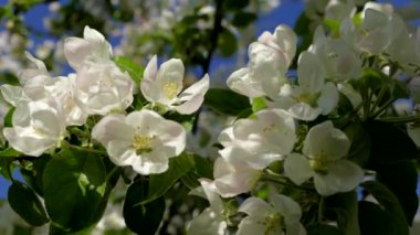 Elma ağaçlarının dallarında güzel bir çiçek açar. Bahar güneşinin ışınları, bahçedeki beyaz-pembe ağaçların arasından yol alır..
