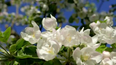 Elma ağaçlarının dallarında güzel bir çiçek açar. Bahar güneşinin ışınları, bahçedeki beyaz-pembe ağaçların arasından yol alır..