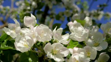 Elma ağaçlarının dallarında güzel bir çiçek açar. Bahar güneşinin ışınları, bahçedeki beyaz-pembe ağaçların arasından yol alır..