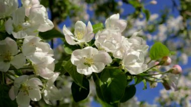 Çiçekli bahar bahçesi. Güneş ışınları ağaçların dallarındaki çiçeklerin arasından kırılıyor. Meyve ağaçlarının beyaz çiçekleri.