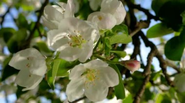 Çiçekli bahar bahçesi. Güneş ışınları ağaçların dallarındaki çiçeklerin arasından kırılıyor. Meyve ağaçlarının beyaz çiçekleri.