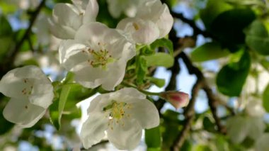 Çiçekli bahar bahçesi. Güneş ışınları ağaçların dallarındaki çiçeklerin arasından kırılıyor. Meyve ağaçlarının beyaz çiçekleri.