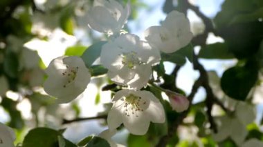 Çiçekli bahar bahçesi. Güneş ışınları ağaçların dallarındaki çiçeklerin arasından kırılıyor. Meyve ağaçlarının beyaz çiçekleri.