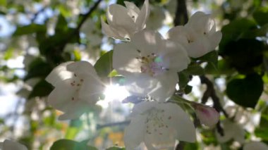 Çiçekli bahar bahçesi. Güneş ışınları ağaçların dallarındaki çiçeklerin arasından kırılıyor. Meyve ağaçlarının beyaz çiçekleri.