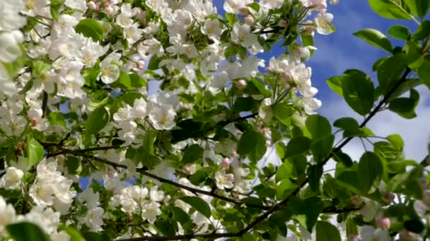 Blommande Vårträdgård Solens Strålar Bryter Igenom Blommorna Trädens Grenar Vita — Stockvideo