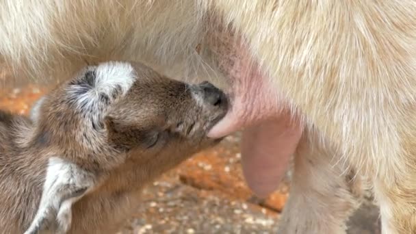 Yeni Doğmuş Keçi Yetişkin Bir Keçinin Memesinden Süt Emer — Stok video