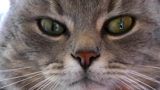 猫が近づいてくる 灰色の猫の外観 ペットの目 — ストック動画