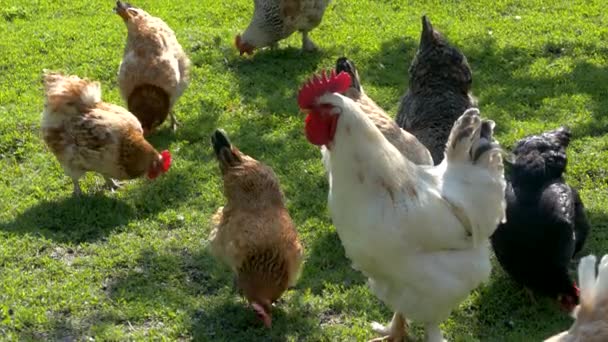 Chicken Family Chickens Rooster Graze Green Lawn Flock Poultry Bird — Stock Video