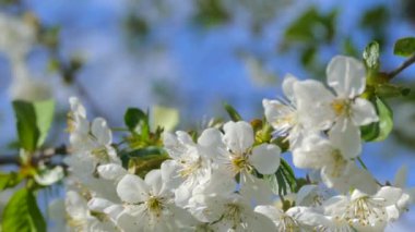 Çiçekli bahar bahçesi. Güneş ışınları ağaçların dallarındaki çiçeklerin arasından kırılıyor. Meyve ağaçlarının beyaz çiçekleri.