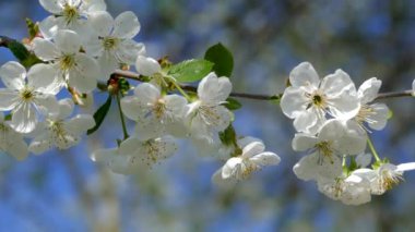Çiçekli bahar bahçesi. Güneş ışınları ağaçların dallarındaki çiçeklerin arasından kırılıyor. Meyve ağaçlarının beyaz çiçekleri.