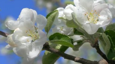 Çiçekli bahar bahçesi. Güneş ışınları ağaçların dallarındaki çiçeklerin arasından kırılıyor. Meyve ağaçlarının beyaz çiçekleri.