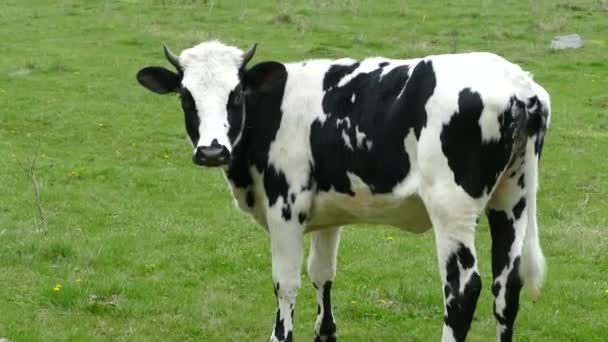 Jovem Novilha Pastoreia Prado Verde Vaca Com Fundo Verde Bovinos — Vídeo de Stock