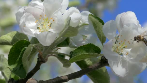 Обильные Цветущие Яблони Красивые Цветы Ветвях Солнечные Лучи Светят Сквозь — стоковое видео