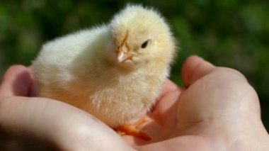 Küçük civciv avucunun içinde oturuyor. Yumurtadan yeni bir hayat çıktı.