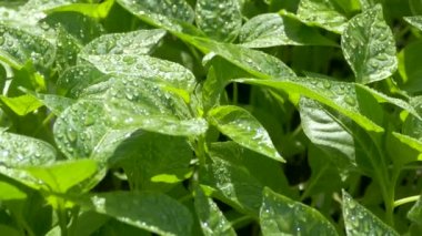 Yeşil taze yapraklar filizleniyor. Dolmalık biber tohumları. İlkbaharda yaprakların üzerindeki çiy tanesi