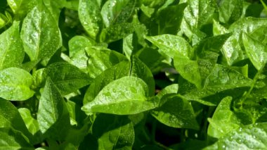 Yeşil taze yapraklar filizleniyor. Dolmalık biber tohumları. İlkbaharda yaprakların üzerindeki çiy tanesi.