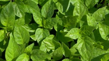 Yeşil taze yapraklar filizleniyor. Dolmalık biber tohumları. İlkbaharda yaprakların üzerindeki çiy tanesi.