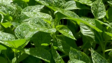 Yeşil taze yapraklar filizleniyor. Dolmalık biber tohumları. İlkbaharda yaprakların üzerindeki çiy tanesi.