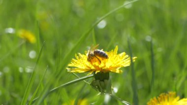 Güzel çiçekli karahindiba otları. Arı sarı çiçeklerden polen, nektar ve bal toplar.. 