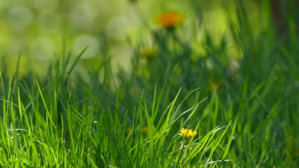 Зеленый Луг Желтыми Цветами Одуванчика Фоне Зеленой Молодой Травы — стоковое видео