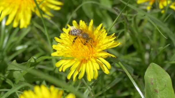 Schön Blühendes Löwenzahngras Biene Sammelt Pollen Nektar Und Honig Aus — Stockvideo