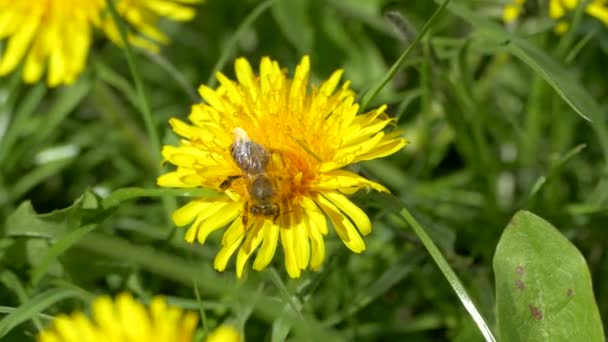 Une Prairie Verte Fleurs Pissenlit Jaune Sur Fond Jeune Herbe — Video