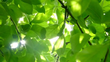Güneşin ışınları ağacın dallarındaki yeşil yaprakların arasından parlıyor.. 