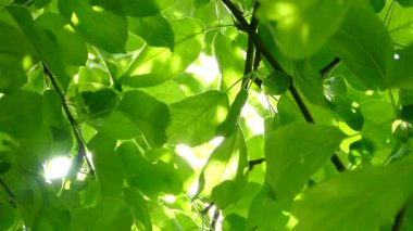 Güneşin ışınları ağacın dallarındaki yeşil yaprakların arasından parlıyor..
