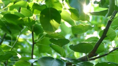 Güneşin ışınları ağacın dallarındaki yeşil yaprakların arasından parlıyor..