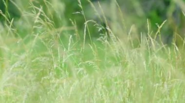 Çayırda yetişen güzel yeşil ve uzun otlar. Rüzgar, çimenlerin saplarını yavaşça dikenlerle sallıyor. Çimlerde yaz.