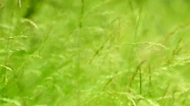 Çayırda yetişen güzel yeşil ve uzun otlar. Rüzgar, çimenlerin saplarını yavaşça dikenlerle sallıyor. Çimlerde yaz.