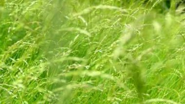 Çayırda yetişen güzel yeşil ve uzun otlar. Rüzgar, çimenlerin saplarını yavaşça dikenlerle sallıyor. Çimlerde yaz.