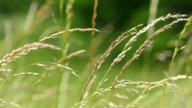 Çayırda yetişen güzel yeşil ve uzun otlar. Rüzgar, çimenlerin saplarını yavaşça dikenlerle sallıyor. Çimlerde yaz.