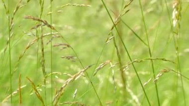 Çayırda yetişen güzel yeşil ve uzun otlar. Rüzgar, çimenlerin saplarını yavaşça dikenlerle sallıyor. Çimlerde yaz.