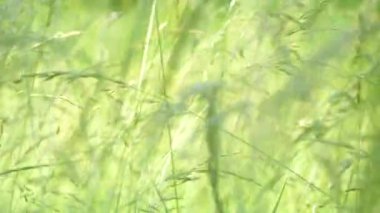 Çayırda yetişen güzel yeşil ve uzun otlar. Rüzgar, çimenlerin saplarını yavaşça dikenlerle sallıyor. Çimlerde yaz.