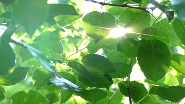 太陽の光は木の枝の緑の葉を通して輝く — ストック動画