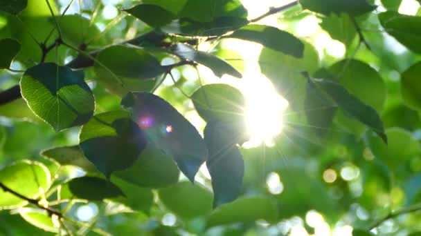 Солнечные Дожди Сияют Сквозь Зеленые Листья Ветвях Дерева — стоковое видео