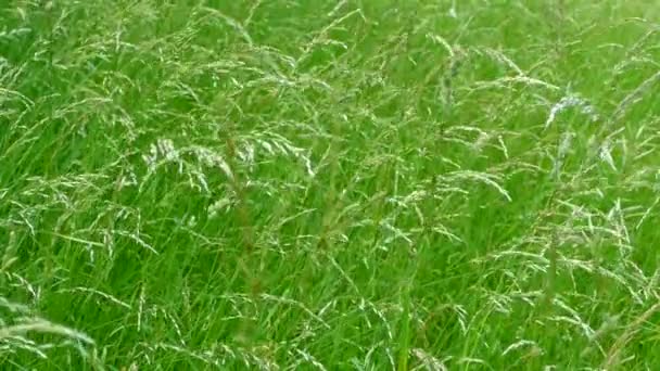 Зеленая Высокая Трава Растущая Огороде Ветер Мягко Раскачивает Стебли Травы — стоковое видео