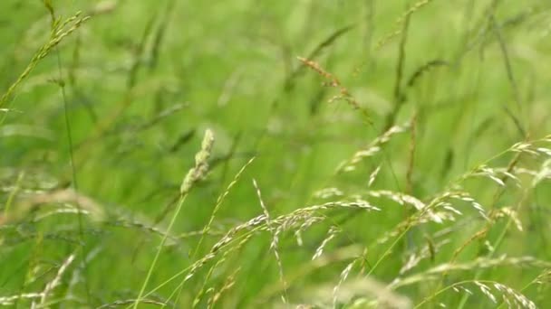Louce Roste Krásná Zelená Vysoká Tráva Vítr Jemně Houpe Trávou — Stock video