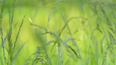 Çayırda yetişen güzel yeşil ve uzun otlar. Rüzgar, çimenlerin saplarını yavaşça dikenlerle sallıyor. Çimlerde yaz.