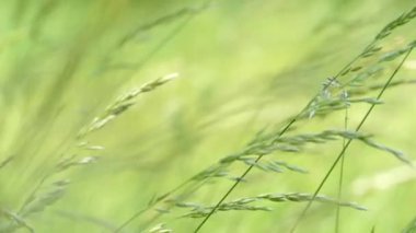 Çayırda yetişen güzel yeşil ve uzun otlar. Rüzgar, çimenlerin saplarını yavaşça dikenlerle sallıyor. Çimlerde yaz.