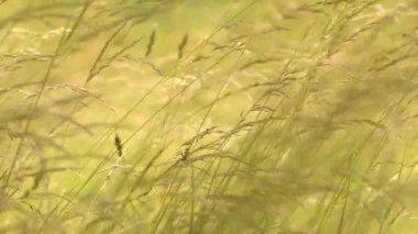 Çayırda yetişen güzel yeşil ve uzun otlar. Rüzgar, çimenlerin saplarını yavaşça dikenlerle sallıyor. Çimlerde yaz.