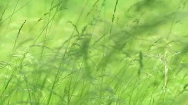 Çayırda yetişen güzel yeşil ve uzun otlar. Rüzgar, çimenlerin saplarını yavaşça dikenlerle sallıyor. Çimlerde yaz.