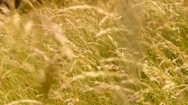 Çayırda yetişen güzel yeşil ve uzun otlar. Rüzgar, çimenlerin saplarını yavaşça dikenlerle sallıyor. Çimlerde yaz.