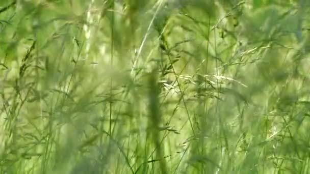 Belle herbe verte et haute poussant dans la prairie. Le vent balaye doucement les tiges d'herbe avec des épillets. L'été sur la pelouse.