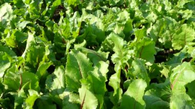 Sebze bahçesindeki yatakların üzerinde kalın pancar yaprakları. Bir çiftçinin tarlasında sebzeler yetişir..