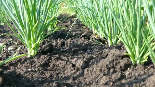 Cebola Parte Linhas Uma Horta Vegetais Verduras Crescem Campo Agricultor — Vídeo de Stock